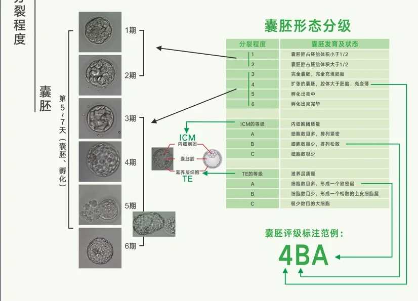 湖州放生黄鳝代表龙王的意思,放生黄鳝代表龙王的意思,重阳节适合放生吗
