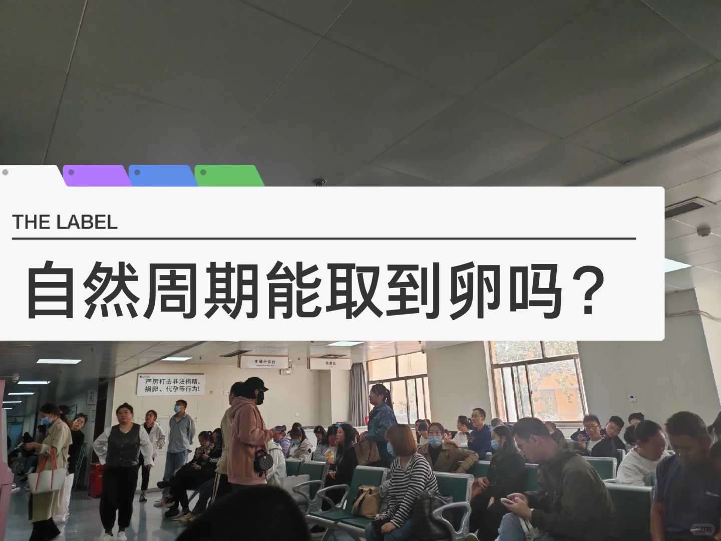 鹦鹉放生在户外能活吗，鹦鹉王与恶受王