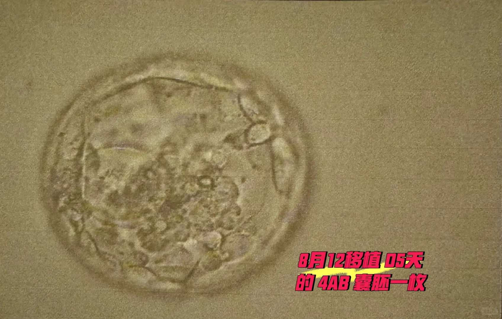 山东2023年6月最佳放生日子是哪一天